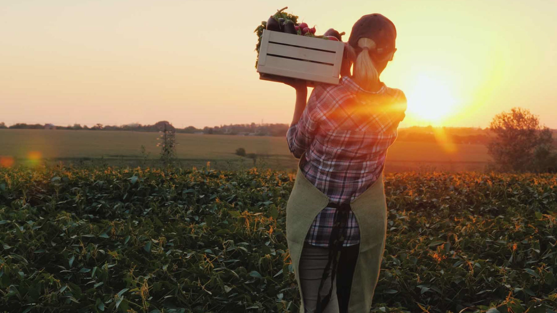 A woman standing with her back to the camera, gazing at the sunset in a vegetable field, carrying a wooden crate filled with freshly harvested vegetables. This image represents the importance of local food systems and sustainable farming methods.